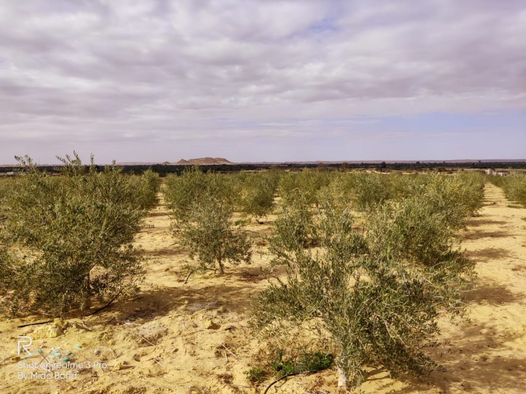 5ae47898-5cdf-498a-a73a-cfe06fe6d6f0-ad4d2b3a