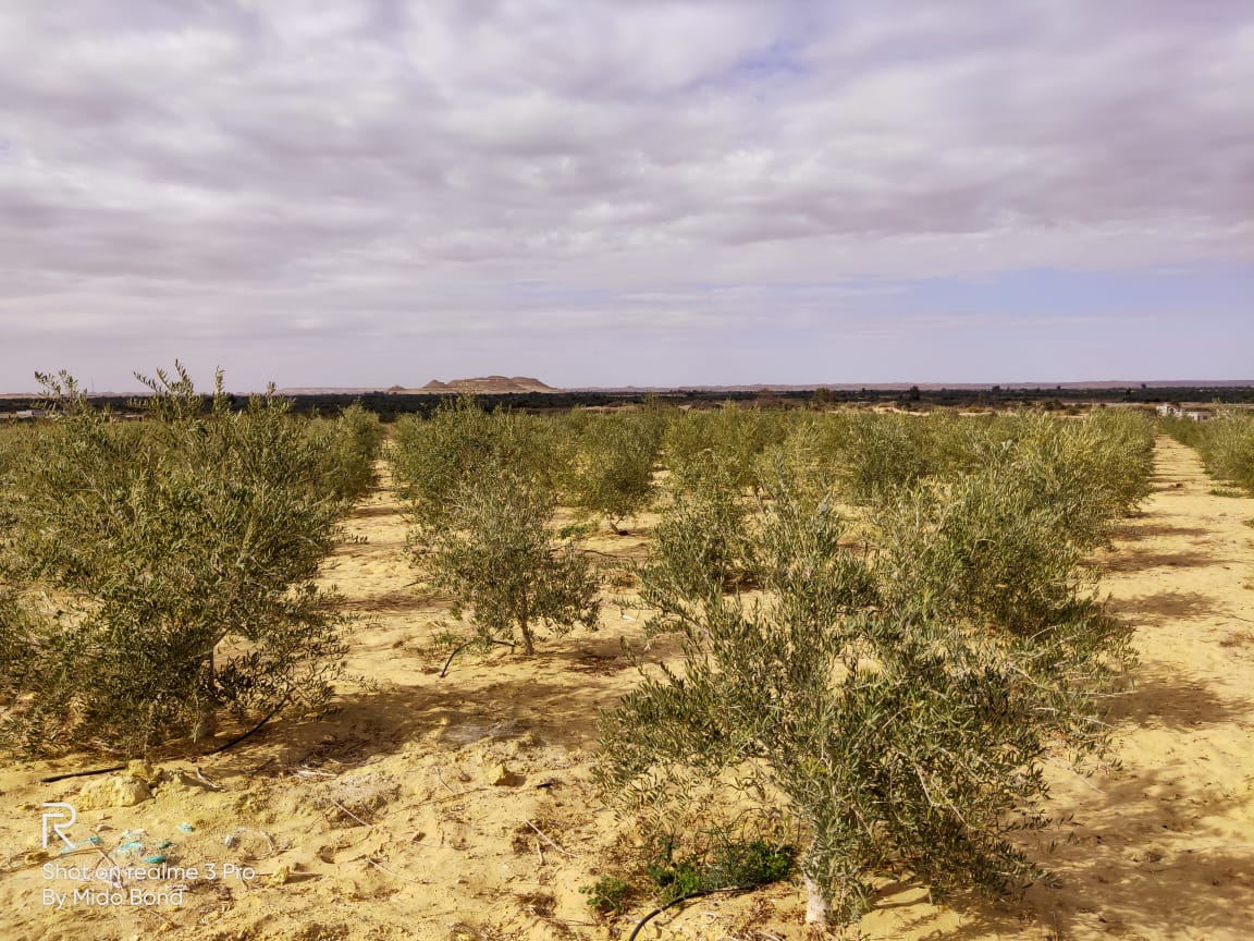 5ae47898-5cdf-498a-a73a-cfe06fe6d6f0-ad4d2b3a