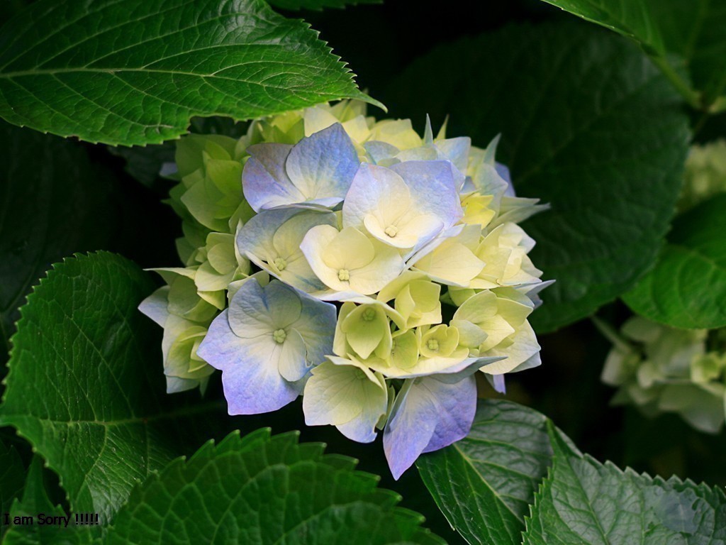 Hydrangeas-fc5e6a41